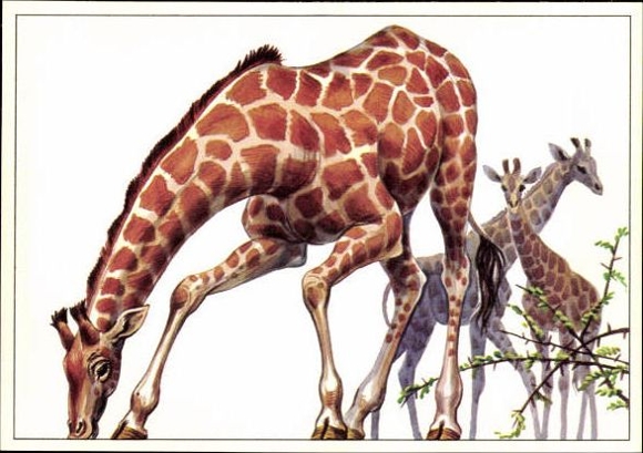 12 PCs in the envelope, African steppe animals, trading card series Bild und Heimat