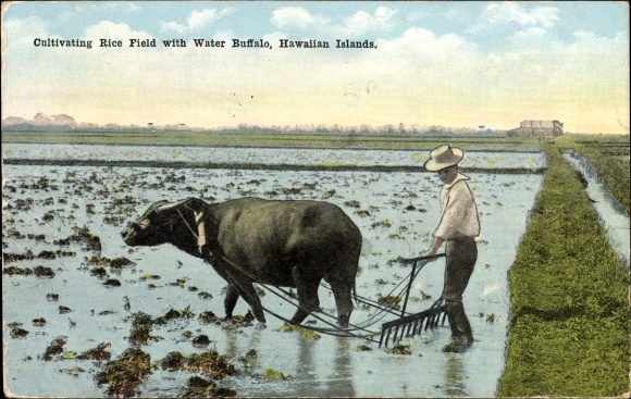 Ak Hawaii, waterbuffel, rijstteelt, rijstveld