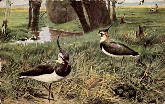 Artist Postcard Kuhnert, Wilh., Lapwing