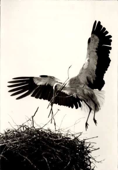 Postcard stork lands in the nest with nesting material