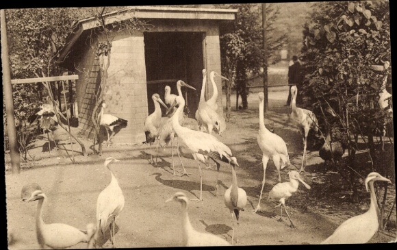 Postcard Anvers Antwerp Flanders, Jardin Zoologique, Grues et Cigogne