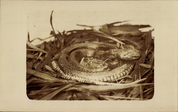 Foto Ak Zoologischer Garten, Schlange