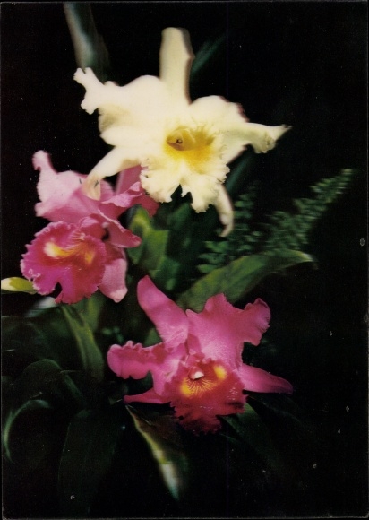 3 D Postcard Orchids, orchids, blossoms