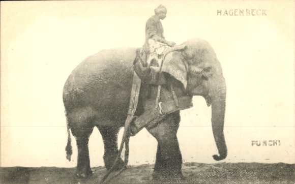 Ogród zoologiczny Hagenbeck, Słoń