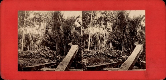 Stereo Photo Java Indonesia, forest, palm trees
