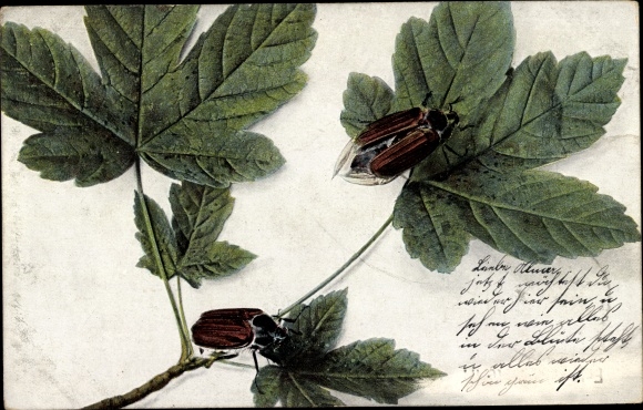 Postcard cockchafer, leaves, deciduous tree