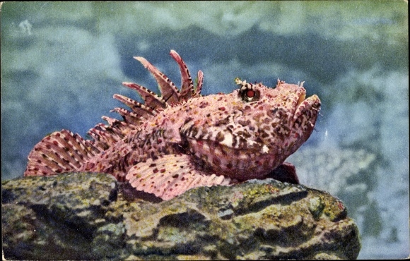 Postcard Fish on a stone in the aquarium