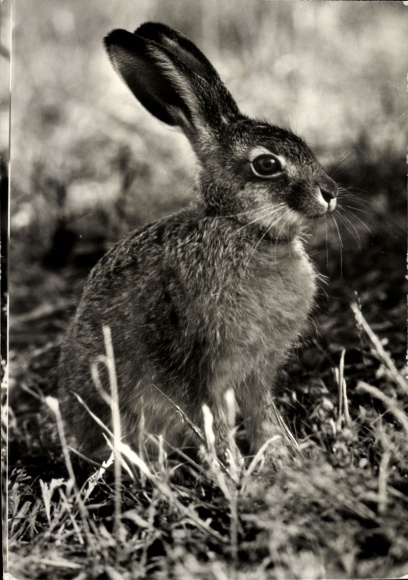 Ak Feldhase, Tierportrait, Tierkalender 1981