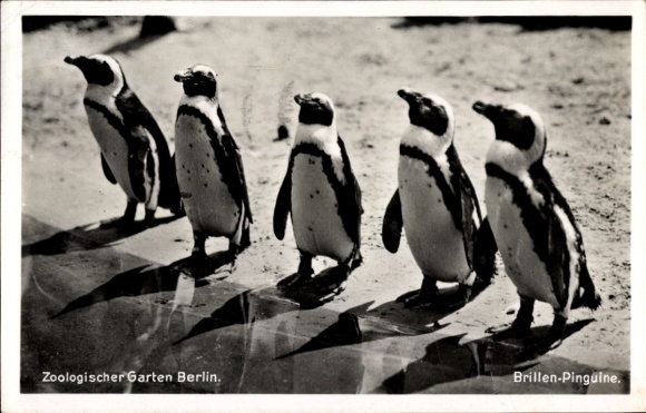 Postcard Berlin, Zoological Garden, African penguins, Spheniscus
