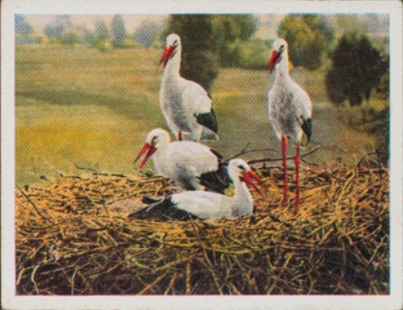 Collector's picture on German plaice, Hans vd Nordmark, picture no. 247 The stork family