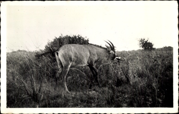 Postcard North Cameroon, Antelope
