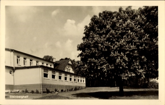 Foto Ak Steinberghaff Steinberg in Angeln, Teilansicht, Gebäude, Kastanienbaum