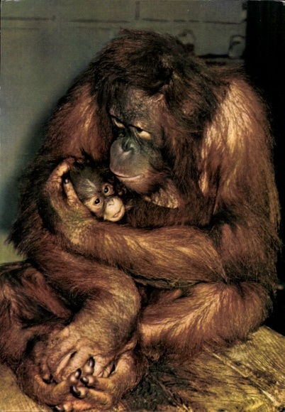 Postcard Berlin Lichtenberg Friedrichsfelde, Tierpark, orangutan mother with child