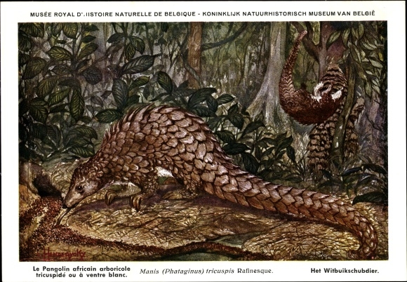 Artist PC Manis Phataginus tricuspis, white-bellied pangolin