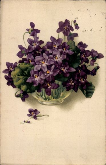 Postcard violets in water bowl, flowers