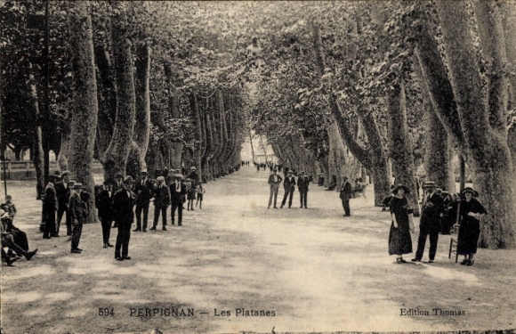 Postcard Perpignan Pyrénées Orientales, plane trees