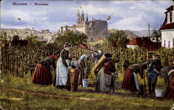 KP Meißen w Saksonii, winiarze podczas zbiorów winogron, widok na Albrechtsburg