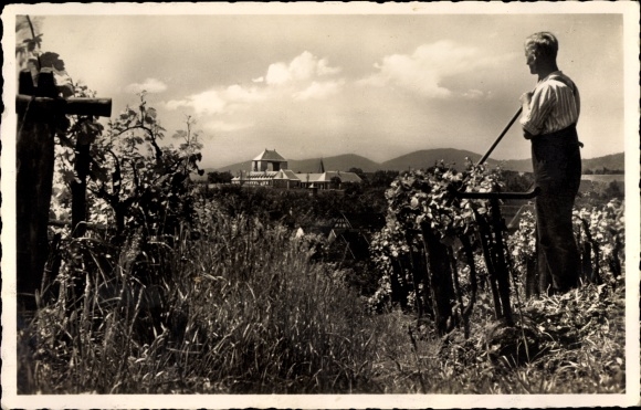Ak Schweigen Rechtenbach op de Pfalz Wijnroute, The Wine Gate, Vineyard