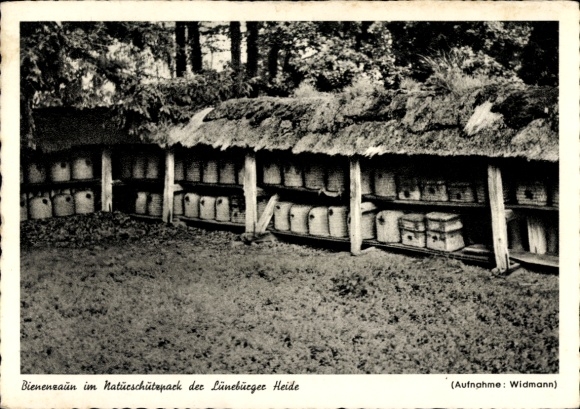 Ak Bienenzaun im Naturschutzpark der Lüneburger Heide