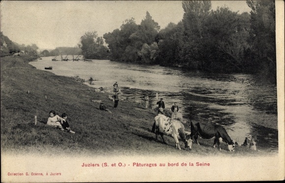 Postcard Juziers Yvelines, Pastures along the Seine, Kühe