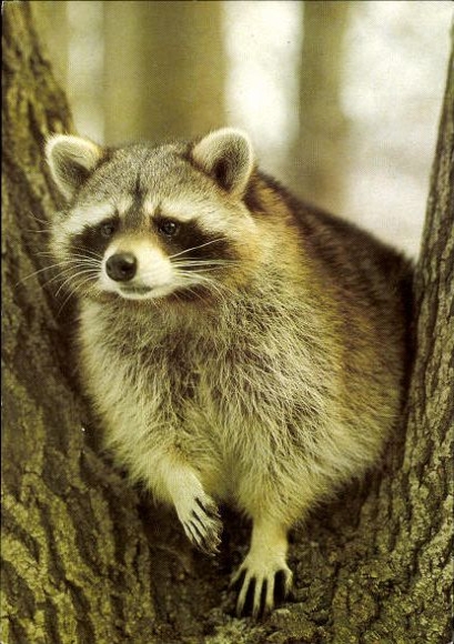 10 old PC bears, raccoons, various views