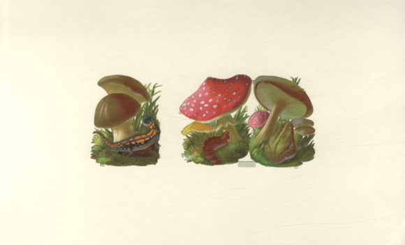 2 wafle grzybów leśnych, w tym muchomor o wymiarach ok. 6,5 x 9,5 cm i 6,5 x 5 cm