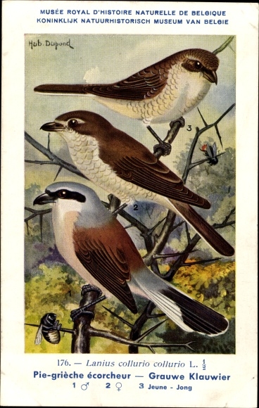 Kunstenaarskaart Dupond, H., Lanius collurio collurio, Grauwe Klauwier nr. 176