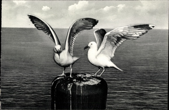 PC Baltrum, seagulls on the facility