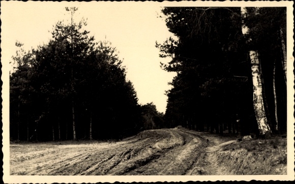 Foto Ak Großwig Bad Schmiedeberg Dübener Heide, Waldpartie vor dem Ausbau