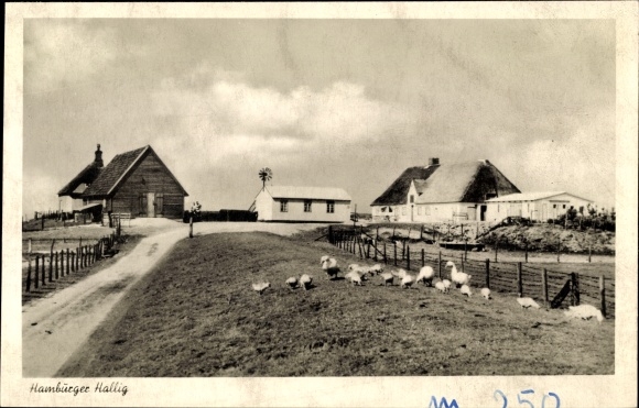 Ak Reußenköge in Nordfriesland, Hamburger Hallig, Gehöft