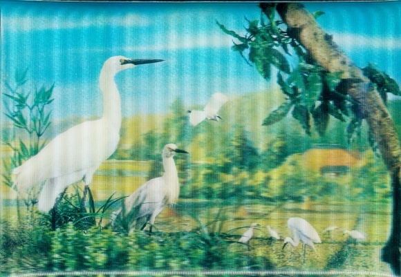 3-D Postcard Cranes, White Plumage, Flying Birds, Heron