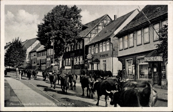 Postcard Benneckenstein Oberharz, cows on the street, houses in the background, Kramprint, NER CARE