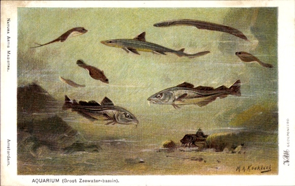 Artist Postcard Koekkoek, MA, aquarium, fish