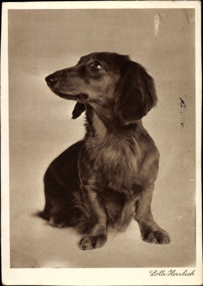 Ak-fotograaf Lotte Herrlich, teckel