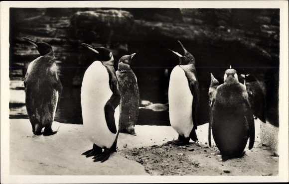 PC Hamburg Eimsbüttel Stellingen, Carl Hagenbecks Tierpark, south polar panorama, king penguins