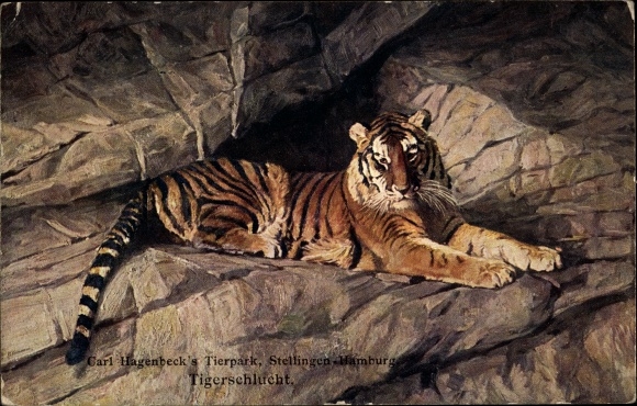 PC Hamburg Eimsbüttel Stellingen, Carl Hagenbeck&#39;s zoo, tiger gorge, tiger on rock