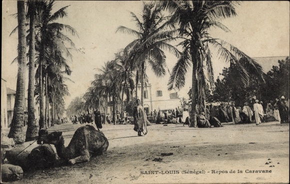 Postcard Saint Louis Senegal Afrika, Rest of the Caravan, Palmen, Kamel