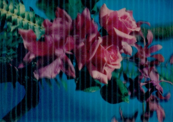 3-D Postcard Blooming Roses, Blossoms, Flowers