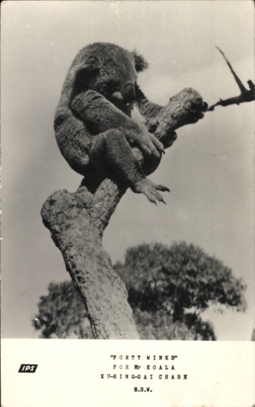 Postcard Australian Wildlife, Koalas