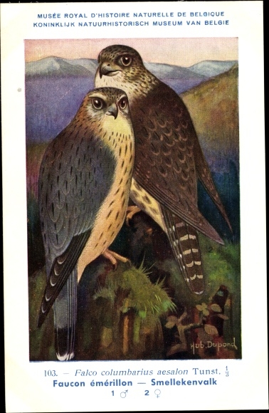Artist Postcard Dupond, Hub., Falco columbaris aesalon, Merlin