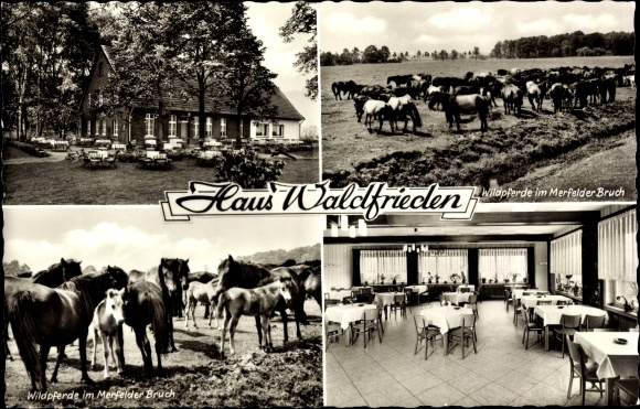 Parafia KP Börnste Dülmen w Münsterland Westfalia, karczma Waldfrieden, dzikie konie