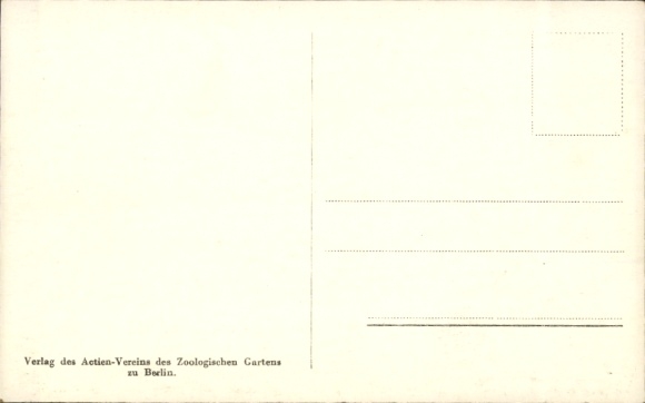 Postcard Zoo Berlin, Grevy Zebras from Abyssinia, gift from Ras Tafaris to the Reich President