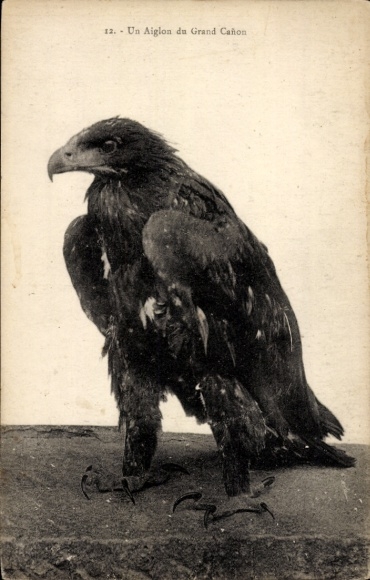 Postcard Eagle from the Grand Canyon