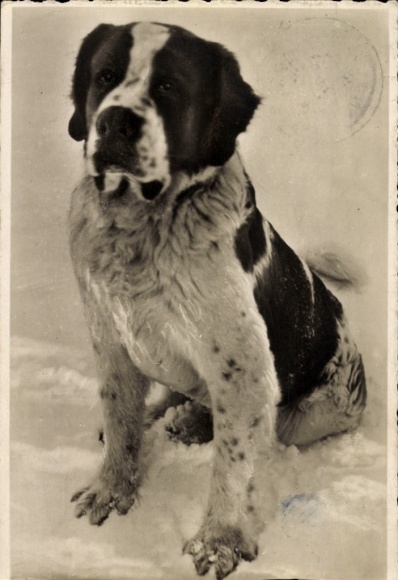 Postcard St. Bernard, snow