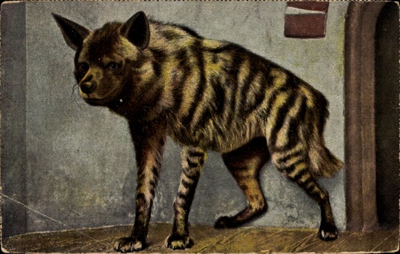 Postcard aardwolf, hyena