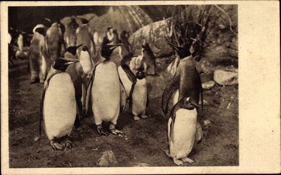 PC Hamburg Eimsbüttel Stellingen, penguins in Carl Hagenbeck&#39;s zoo