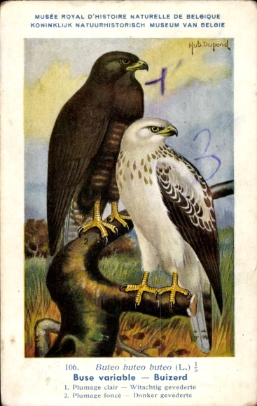 Artist Postcard Dupond, Hub., Buteo buteo, common buzzard
