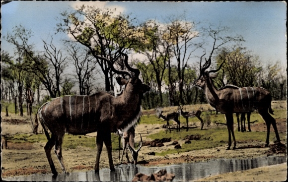 Akafrican fauna, greater kudu