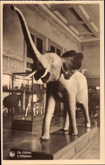 Postcard Tervuren Tervueren Flemish Brabant Flanders, elephant, Museum of Belgian Congo, black and white