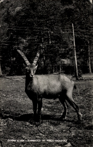 Ak Cogne Aostatal, Ein Steinbock im Nationalpark